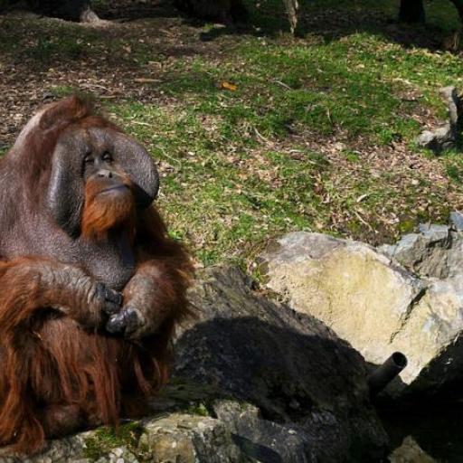 Zoo di Dublino