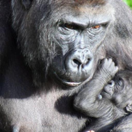 Zoo di Belfast