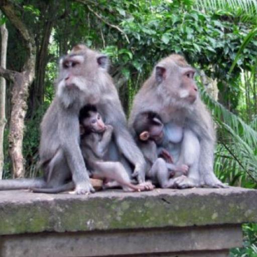 Sacred Monkey Forest
