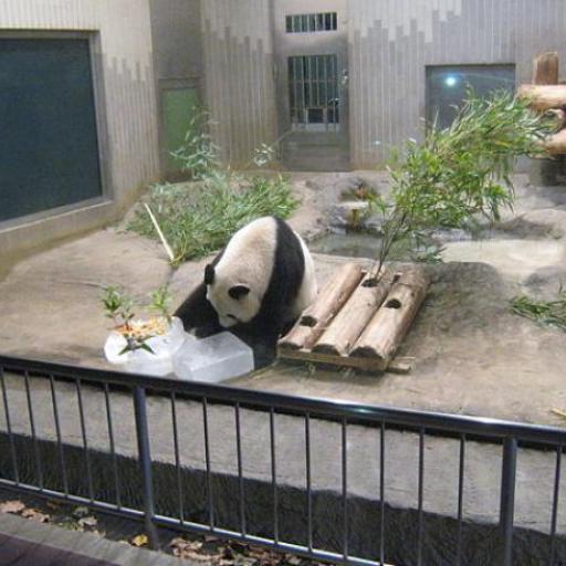 Zoo d'Ueno
