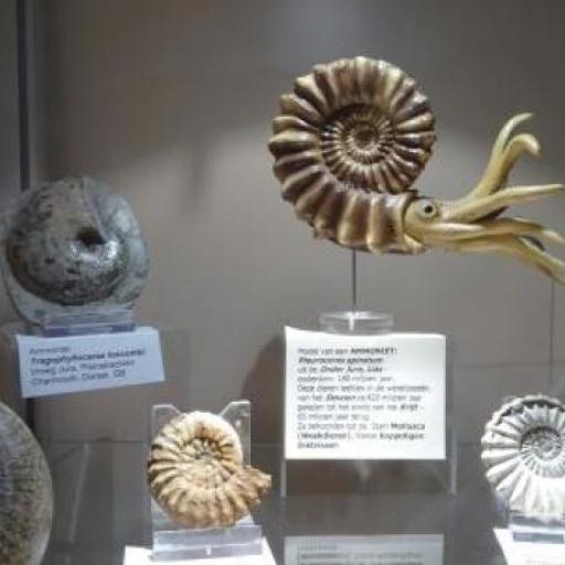 Geologisch Museum Hofland