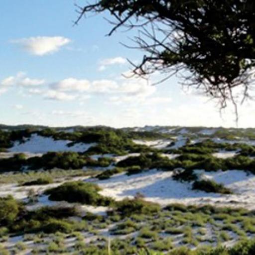Park of the Dunes (Salvad