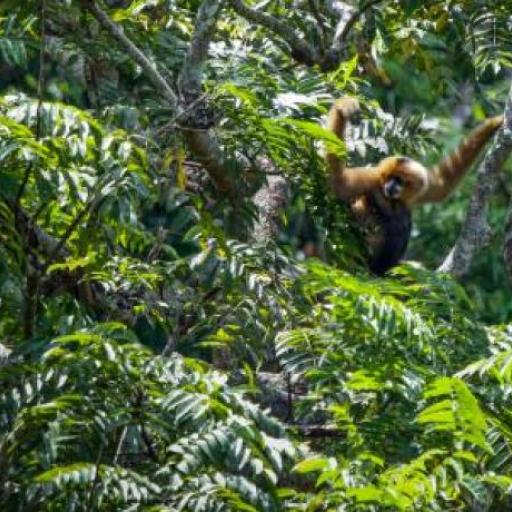 Gibbon Experience