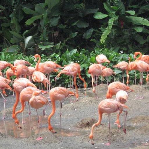 Jurong Bird Park