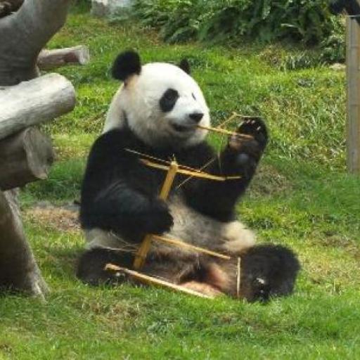 Panda Pavillon von Macau