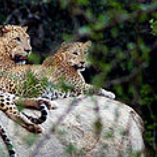 Yala National Park