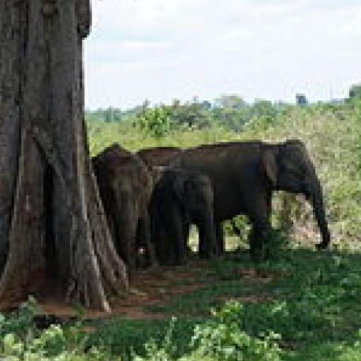 Udawalawe National Park