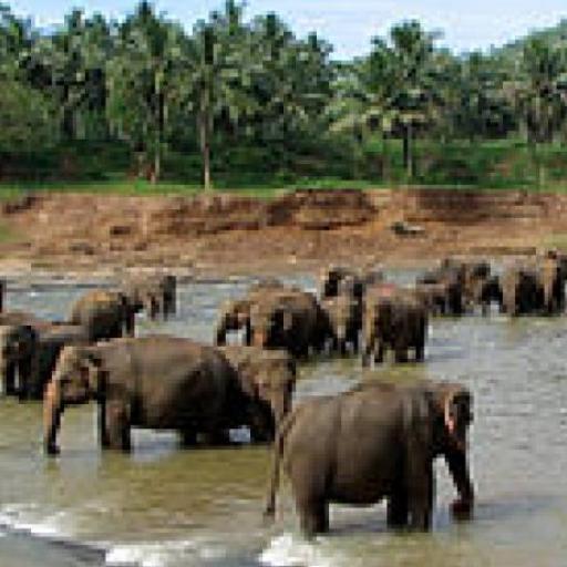 Pinnawala 