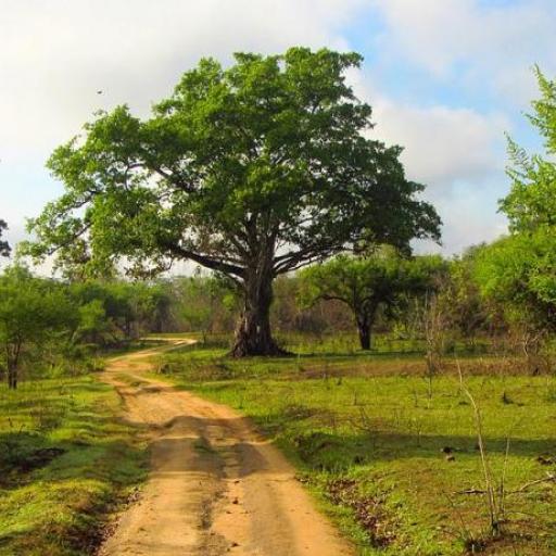 Parc National de Wasgamuw