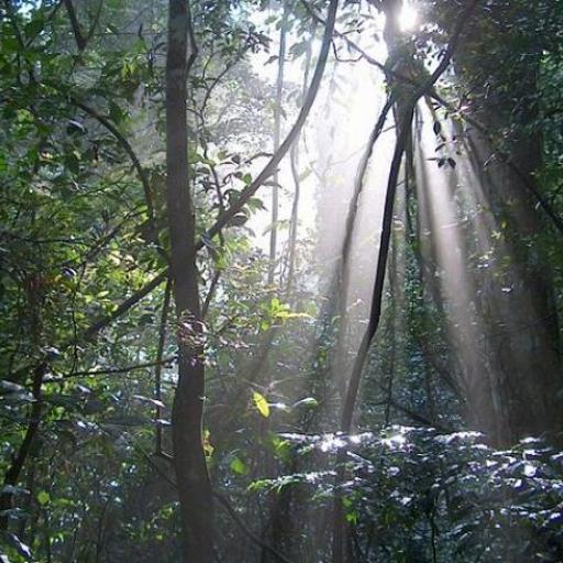 Udawatta Kele Sanctuary