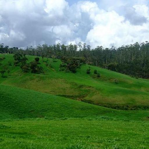 Ambewela
