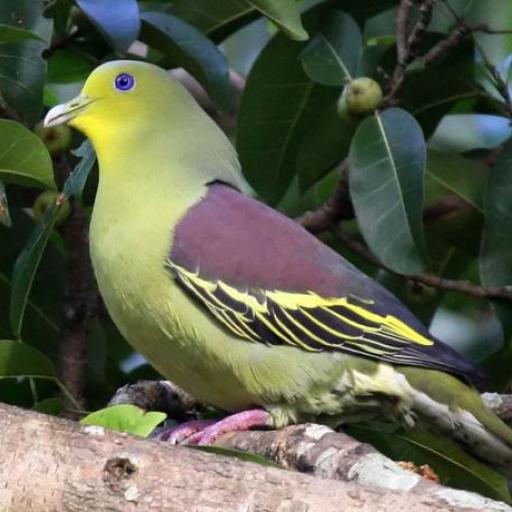 Parc national de Kaudulla