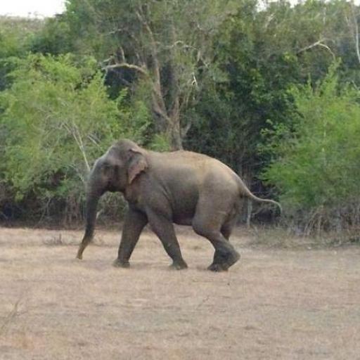 Lunugamvehera National Pa