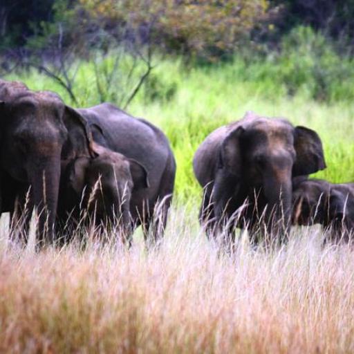 Maduru Oya National Park