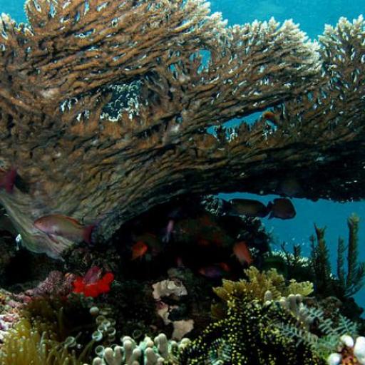 Hikkaduwa National Park