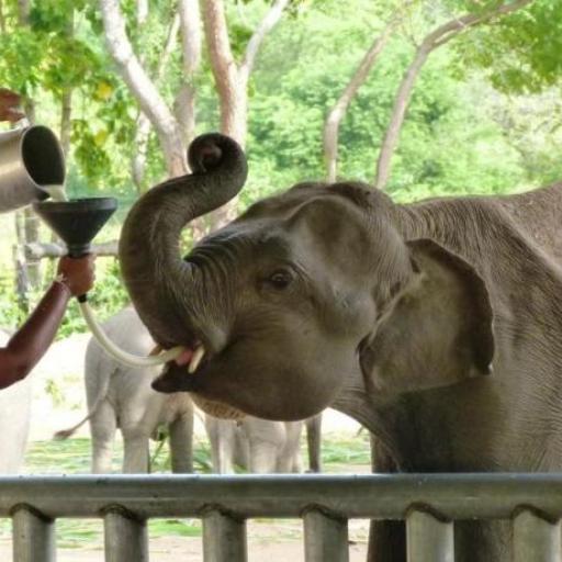 Udawalawe Elephant Transi