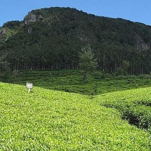 Pedro Tea Estate 