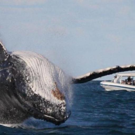Observation de baleines