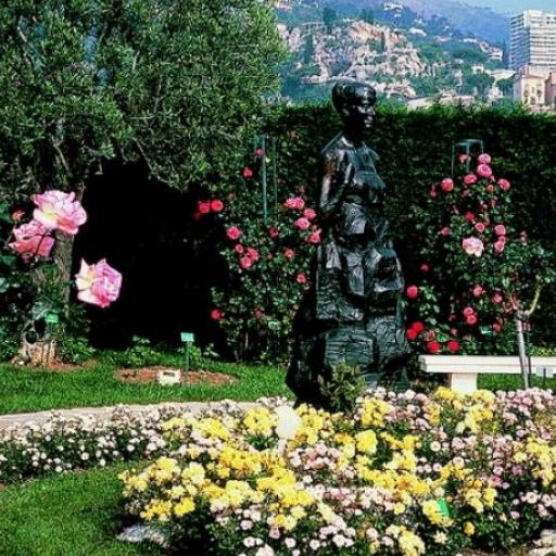 Princess Grace Rose Garde