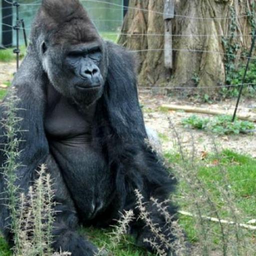 Artis Zoo Amsterdam