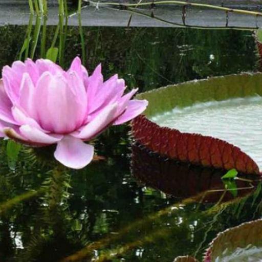 Hortus Botanicus 